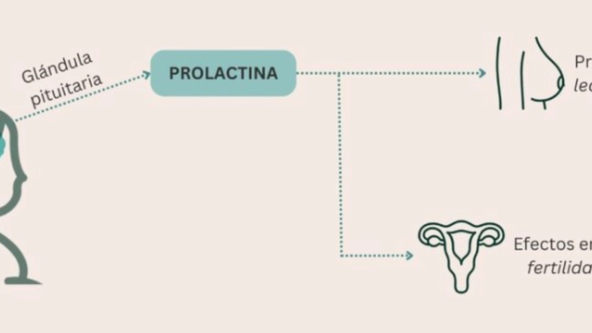 Diagrama que ilustra el papel de la prolactina en el cuerpo humano, especialmente en mujeres.